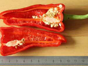 20170902-pimiento-HM6C8789