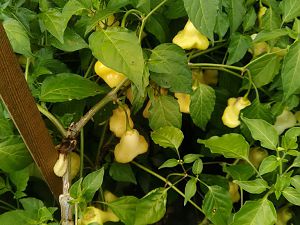 IMG_20170904_153218
