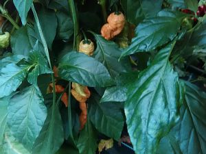 IMG_20170904_153435