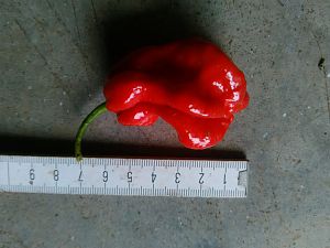 IMG_20170904_153836