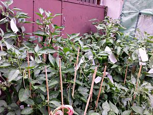 20170905_190807_Richtone(HDR) (1)