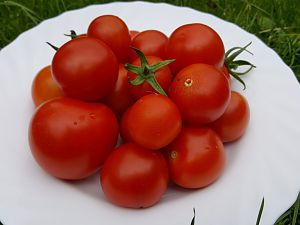 Tomatenernte 06.09.17