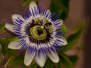 IMG_7370a