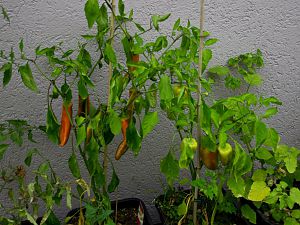 IMG_7372c