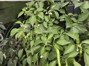 Cayenne blüht
