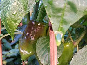 20170910_082644_Richtone(HDR)