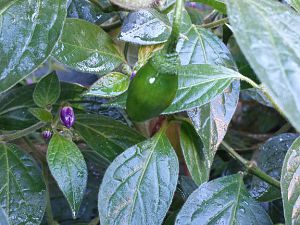20170910_083527_Richtone(HDR)