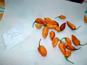 P1310484