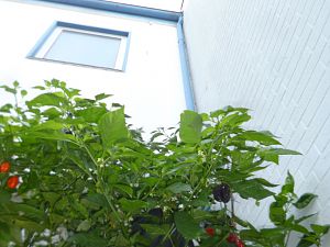 P1310547
