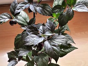 20170911_170654_Richtone(HDR)
