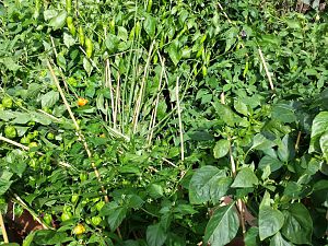20170913_154055_Richtone(HDR)