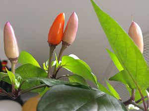 IMG_20170810_093651