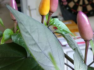 IMG_20170807_094446