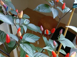 IMG_20170706_174720