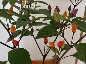 IMG_20170628_092802