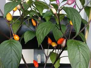 IMG_20170626_115545