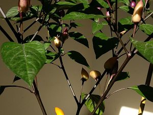IMG_20170620_175849