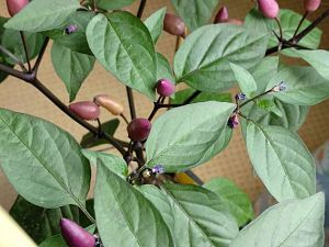 IMG_20170616_160510