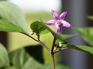 IMG_0618