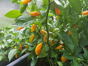 Limon Long Nr.5 16.09.17