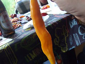 DSCF1849