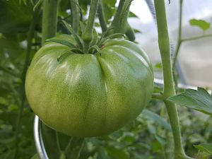 German Green