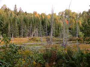 Swamp