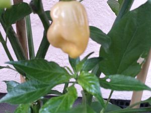 20170919_190348_Richtone(HDR)