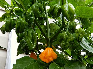 MOAScotchBonnet