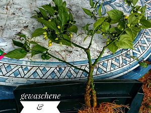 IMG_20170921_183918-01-01