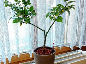 IMG_20170922_095913-01-01