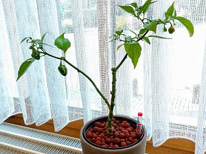 IMG_20170922_095921-01