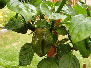 Chocolate Scotch Bonnet