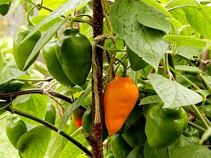 Rocoto Rio Huallaga