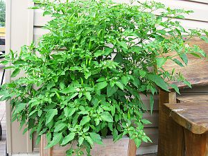 C02598 Aji Santa Rosa