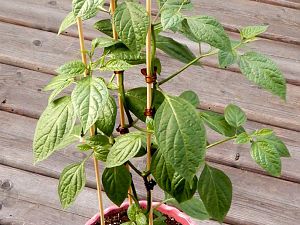 Rocoto Montufar