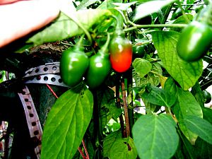 DSCF2053