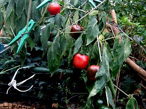 DSCF2061