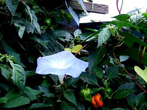 DSCF2076-001