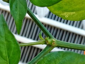 Habanero Orange