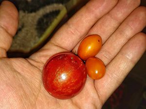 Tigerella & Orange Dattel