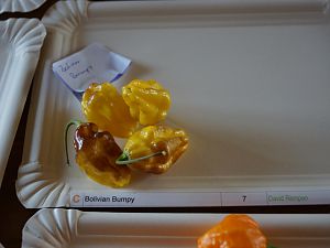 Bolivian_Bumby_7