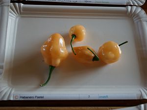 Habanero_Pastel_7