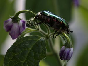 20170915-rocoto-rosenkaefer-HM6C8822