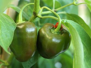 20170913-rocoto-biene-HM6C8819