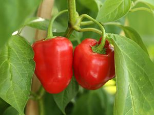 20170925-rocoto-biene-HM6C8828