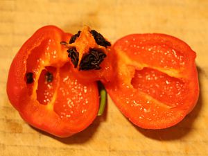 20170925-rocoto-biene-HM6C8846