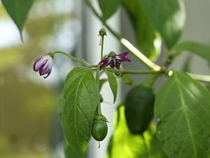 20170925-rocoto-HM6C8829