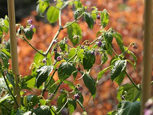 20170925-rocoto-HM6C8830