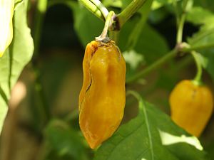 20170925-bhut-jolokia-gelb-HM6C8840